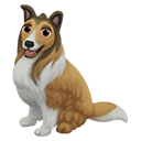Adopt a Collie Puppy!