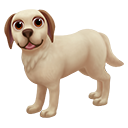 Adopt a Labrador Puppy!