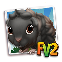 guineapigabyssinianblack