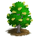 e_tree_wood_basswood